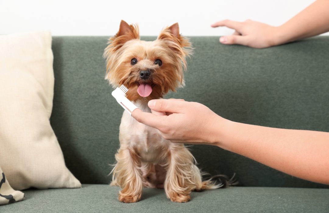 A dog sits on a couch while a person holds a toothbrush