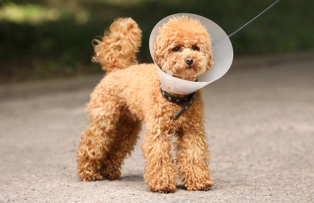 A dog wearing a protective cone around its head