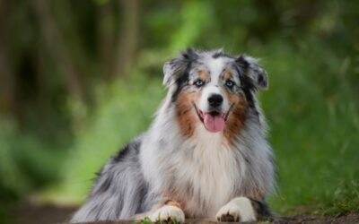 Australian Shepherd Breed Info