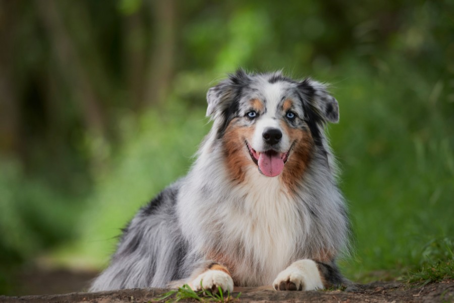 Australian Shepherd