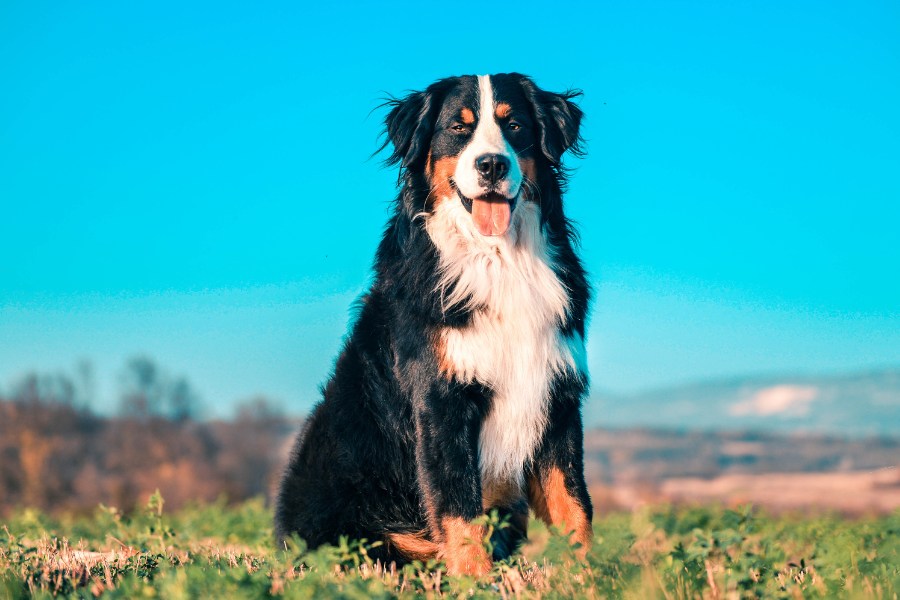 A Bernese dog sitting peacefully on green grass