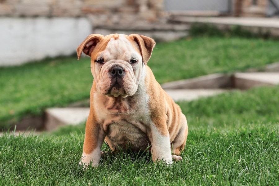 A bulldog puppy sitting on green grass