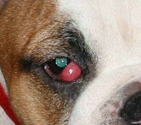 cherry eye