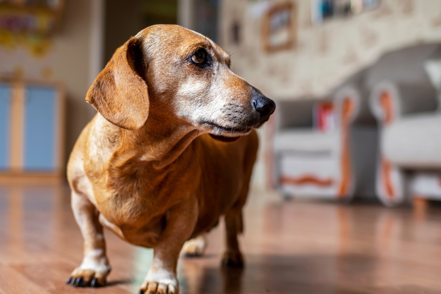 A dachshund dog stands on a polished hardwood floor