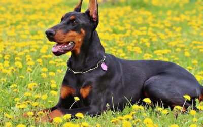 Doberman Breed Info