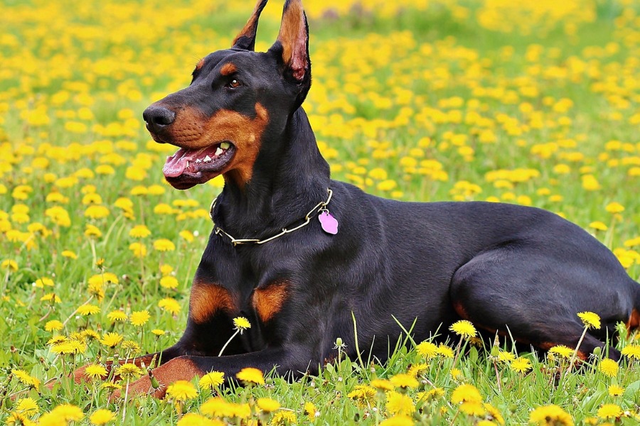 A doberman dog sits gracefully in a vibrant field of yellow flowers