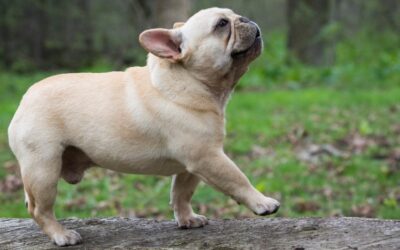 French Bulldog Breed Info