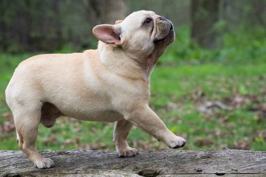 A French Bulldog stands confidently on a log