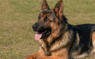 GSD Breed Info