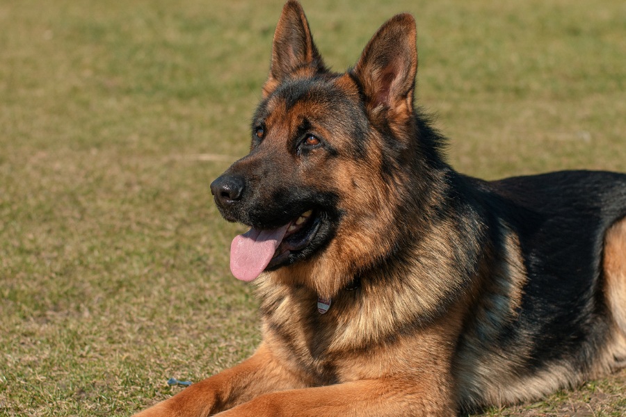 Adult German Shepherd on Grass Field