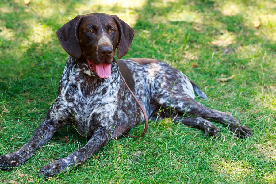 A German Shorthair Pointer dog sitting gracefully on lush green grass