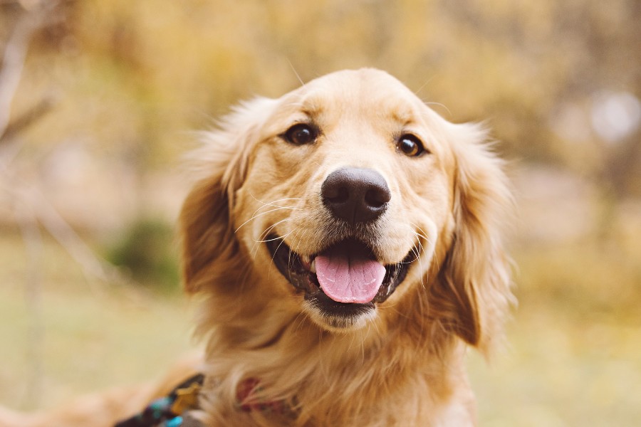 A smiling golden retriever gazes directly at the camera