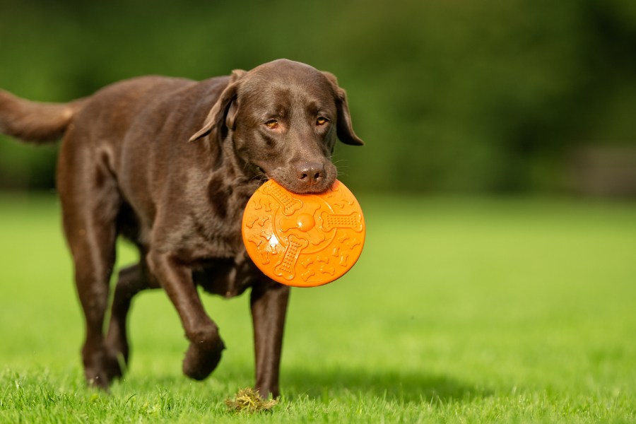 A brown dog joyfully carries an orange frisbee in its mouth