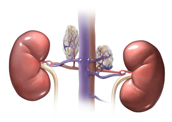 The adrenal glands are situated along the vena cava (the large vein in the abdominal cavity) near each kidney. These small glands release many important hormones in the body.