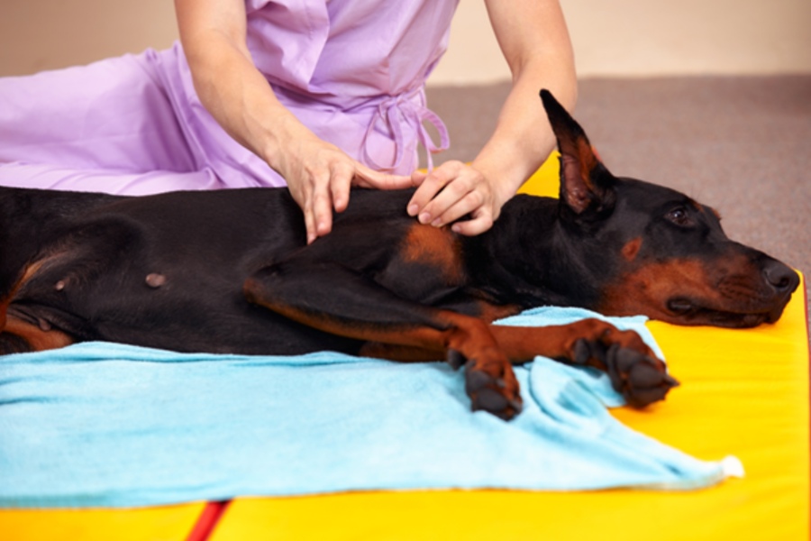 Recognizing Pain in Dogs and Cats: What Pet Owners Need to Know