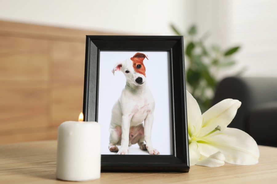 National Pet Memorial Day: The Second Sunday of September