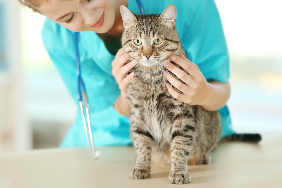 Celebrating National Take Your Cat to the Vet Day: Why It Matters and How to Prepare