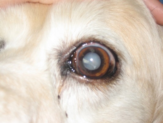 A dog with a large eye affected by cataracts