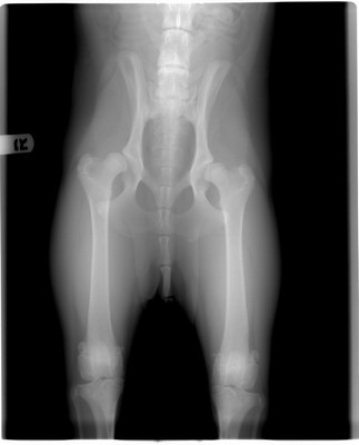 X-rays taken of a dog with hip dysplasia