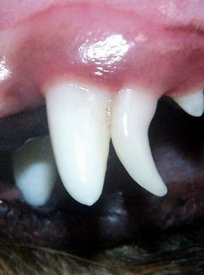 This photo shows a puppy with a retained upper canine tooth