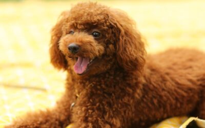 Poodle Breed Info