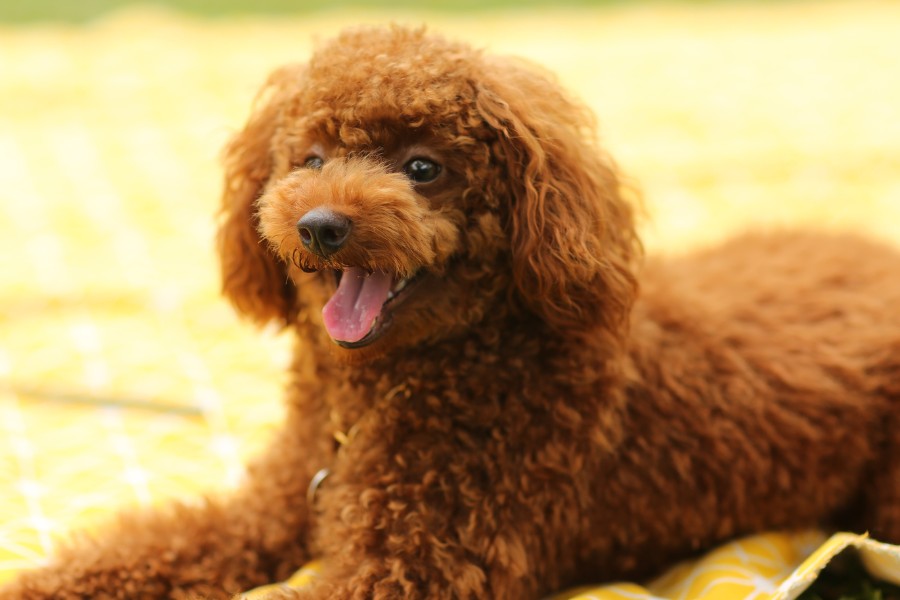 A poodle resting comfortably on a blanket