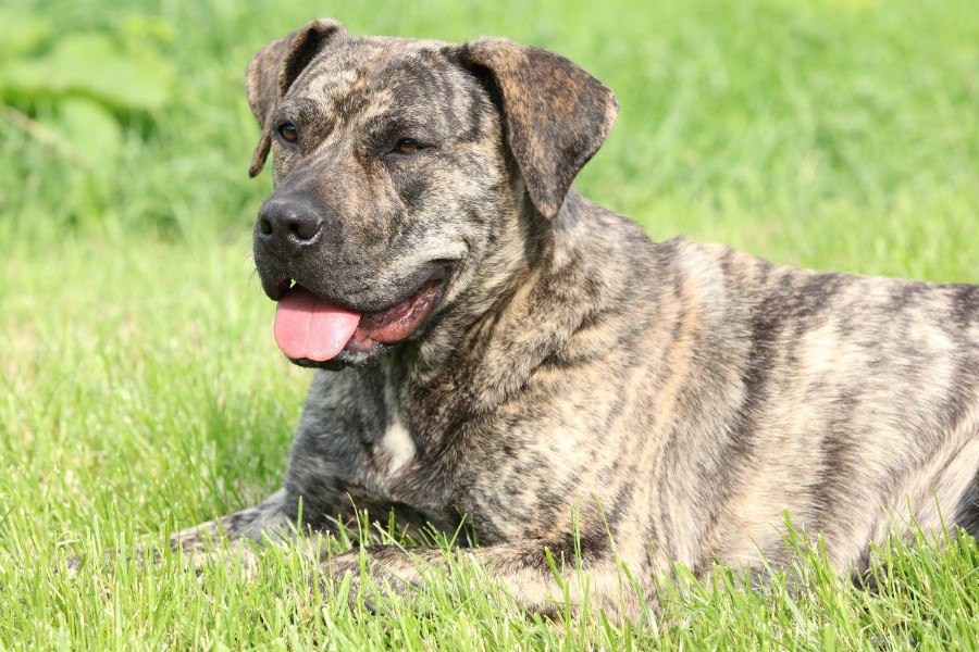 Portrait of Canary dog lying in the grass