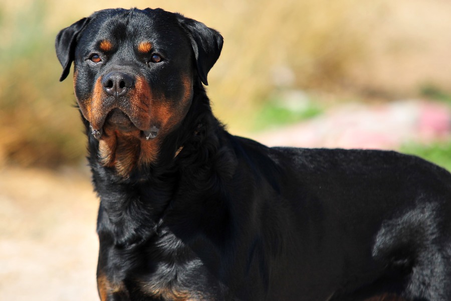 A Rottweiler dog stands confidently on a dirt surface