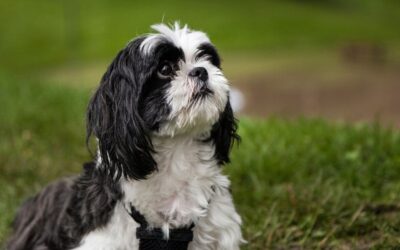 Shih Tzu Info