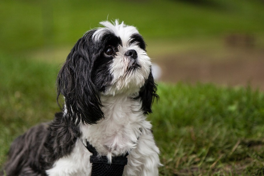 A dog with long fur sits on the grass