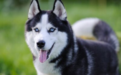 Husky Info