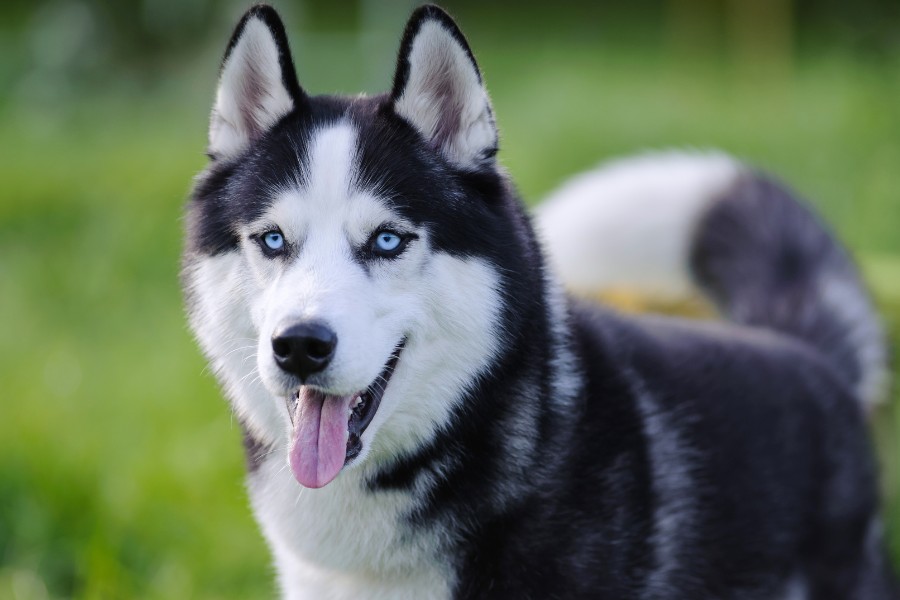 A dog featuring captivating blue eyes stands in a grassy area