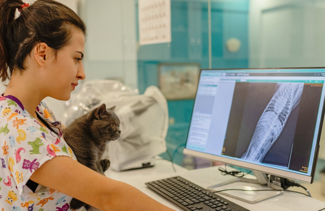 Veterinarian reviewing X-ray on a monitor with a cat