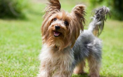 Yorkie Breed Info