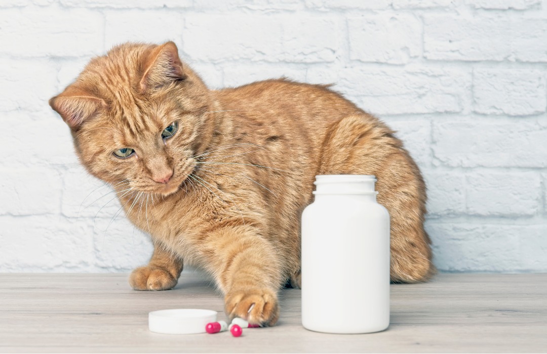 Cat stealing medicine capsules beside a open pill bottle