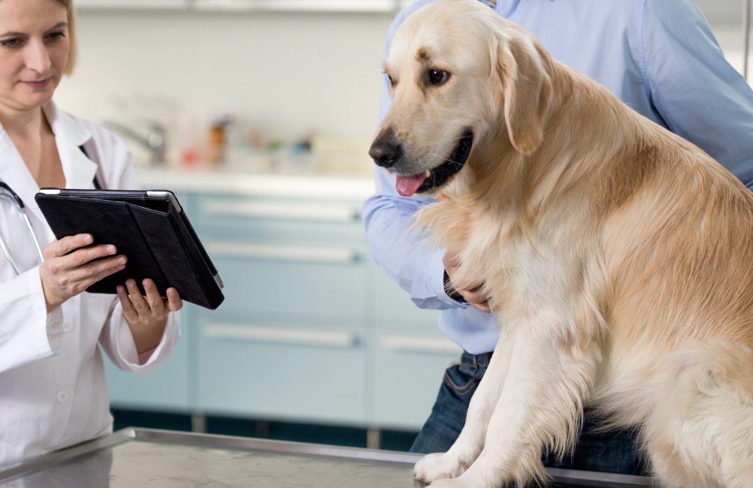 Vet With Dog And Owner