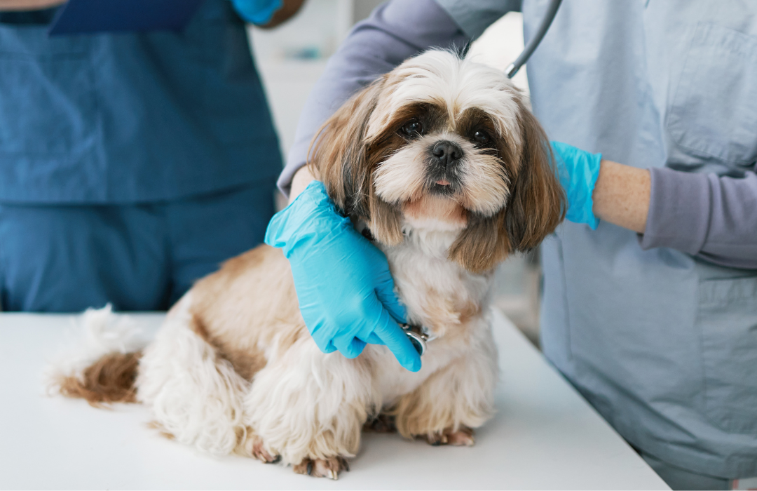 vet examining a dog