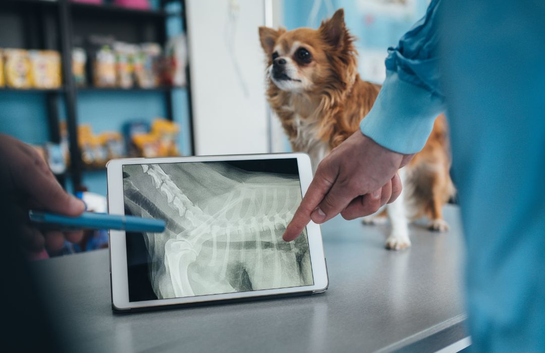 vet pointing at a dog's x-ray on a tablet