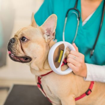 Microchip scanning a young French Bulldog