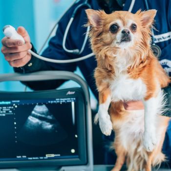 A vet conducts an ultrasound examination on a dog